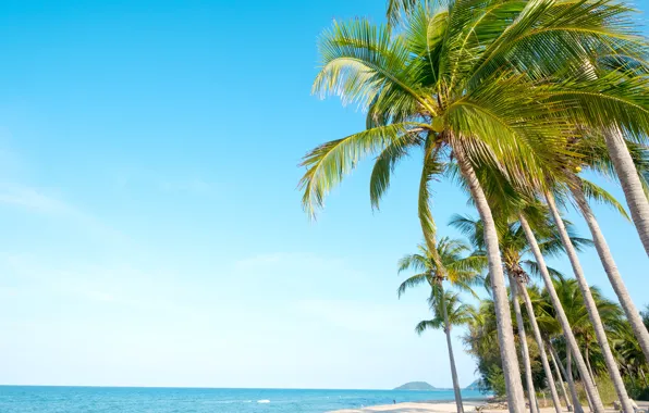 Picture sand, sea, wave, beach, summer, the sky, palm trees, shore