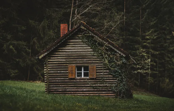Forest, house, glade, hut, ate, window, pipe, wooden