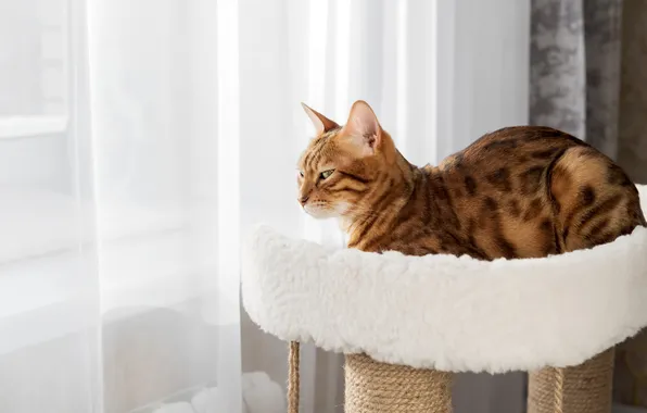 Cat, cat, look, light, pose, stay, window, lies