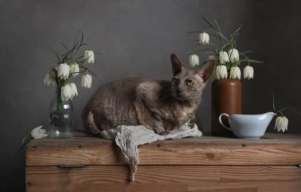 Cat, cat, look, flowers, pose, grey, Board, bottle