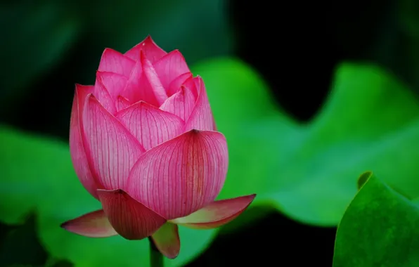 Picture greens, flower, macro, pink, petals, Bud, Lotus