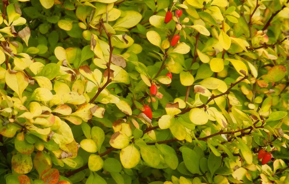 Leaves, sheet, berries, widescreen, Wallpaper, Bush, wallpaper, the bushes