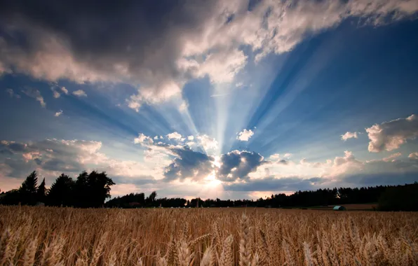 Picture wheat, field, the sky, leaves, the sun, clouds, trees, nature