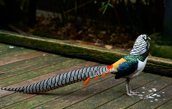 Park, the dark background, bird, Board, tail, Royal, pheasant, bright plumage