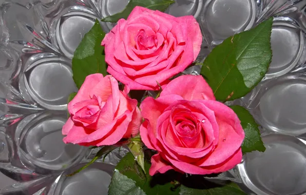 Photo, Flowers, Three, Pink, Roses