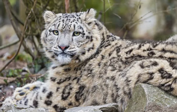 Cat, look, stones, IRBIS, snow leopard, ©Tambako The Jaguar