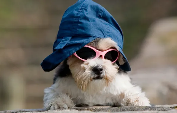 Dog, image, cap, dog, doggie, cool, sunglasses, outfit