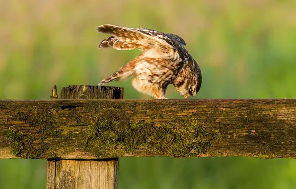 Pose, owl, bird, Board, the fence, green background, owl