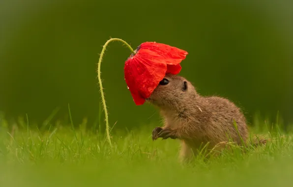 Grass, look, drops, flowers, red, Mac, cub, gopher