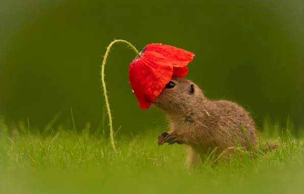 Picture flower, grass, look, drops, red, Mac, cub, gopher