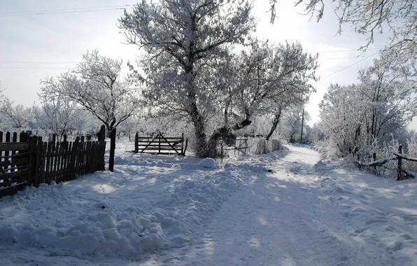 Road, the sun, snow, tree, Winter, shadow