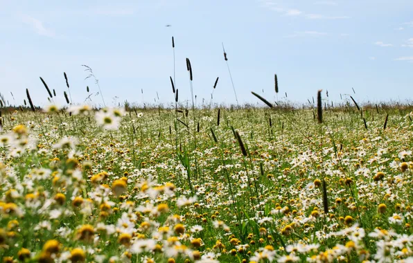 Picture field, summer, grass, flowers, ramashki