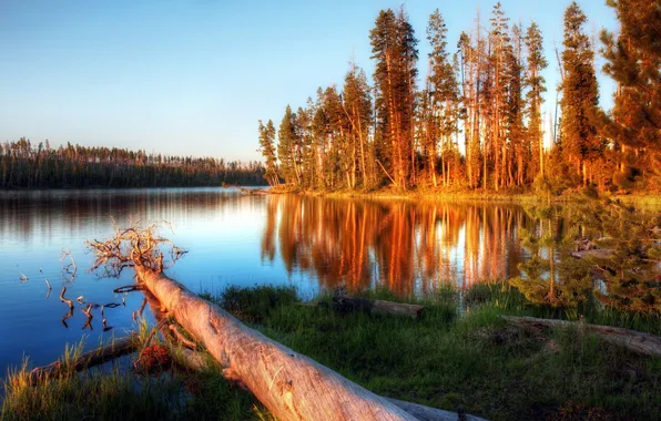 Trees, landscape, nature, lake