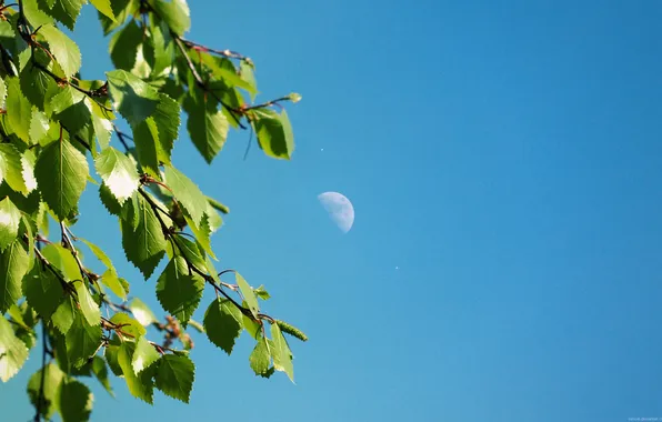 Picture the sky, the moon, branch, Perfect World