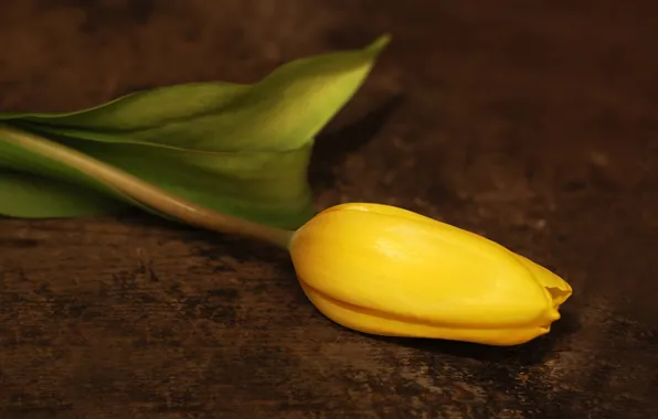 Picture flower, tenderness, tulip