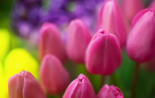 Picture flowers, pink, plants, Tulips, bokeh