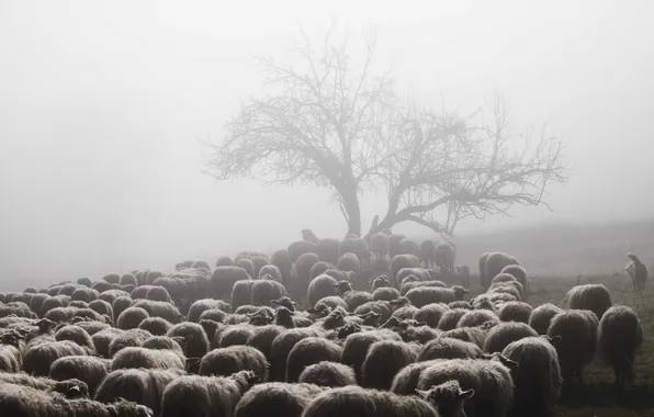 Picture fog, sheep, morning