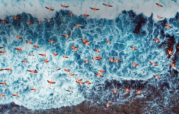 Birds, pack, Flamingo, Venezuela, Los Roques