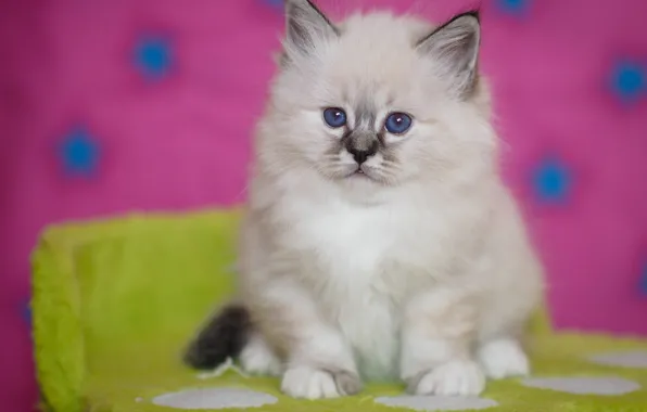 Picture white, look, pose, baby, muzzle, kitty, sitting, pussy