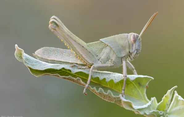 Picture nature, background, leaf, insect, grasshopper