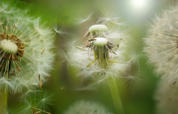 Macro, light, photo, dandelion