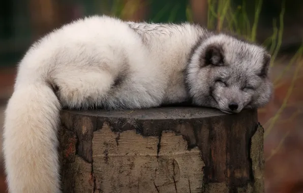 Picture pose, grey, background, stump, sleep, sleeping, tail, lies