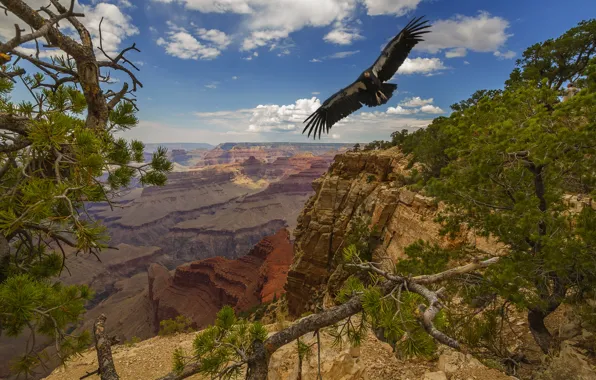 Trees, landscape, nature, bird, USA, The Grand Canyon, national Park, Grand Canyon