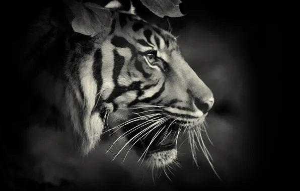 Cat, tiger, beast