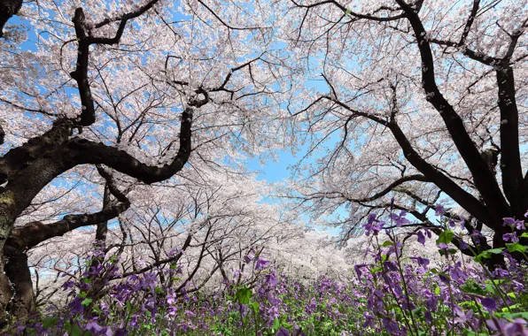 Flowers, branches, glade, spring, garden, Sakura, white, flowering
