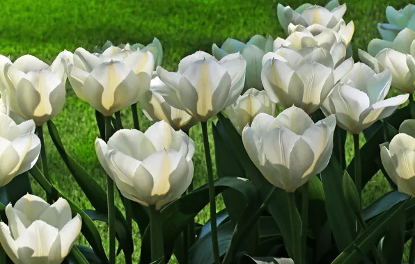 Picture greens, leaves, light, flowers, lawn, spring, garden, tulips