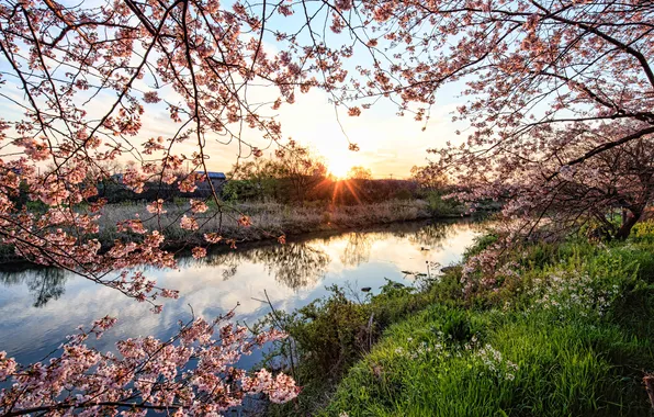Grass, the sun, rays, flowers, branches, cherry, river, dawn