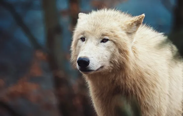 White, look, face, the dark background, wolf, portrait, Arctic, polar