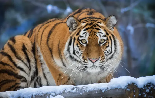 Picture winter, look, face, snow, nature, tiger, portrait, log