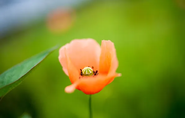 Picture greens, flower, summer, macro, orange, bright, glade, Mac