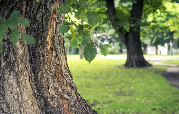 Summer, leaves, tree, green, bark