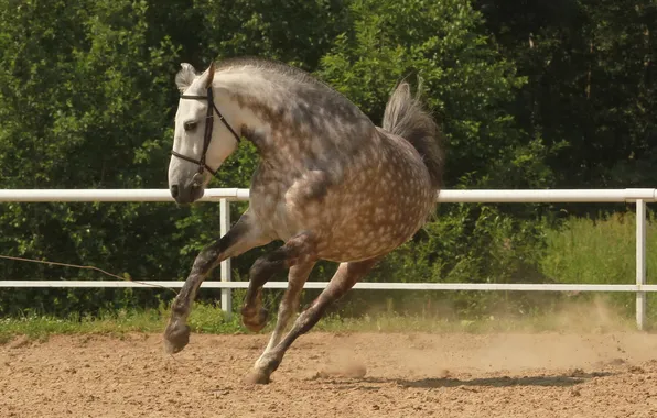 Background, horse, running