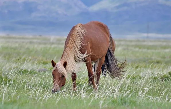Field, nature, horse