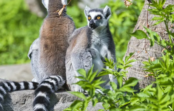 Picture tree, lemurs, primates