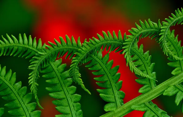 Leaves, nature, plant