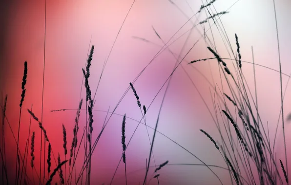 Grass, macro, nature