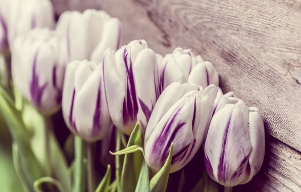 Picture flowers, wall, Board, tulips