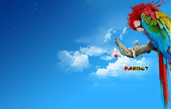 Background, collage, parrot