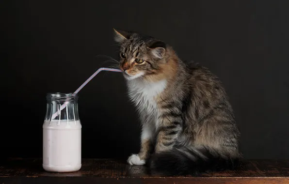 Cat, cat, look, pose, the dark background, table, milk, Bank