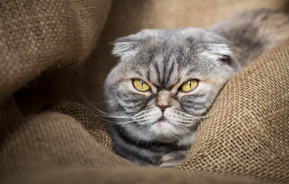 Cat, eyes, cat, face, grey, background, portrait, striped