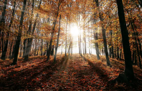 Autumn, forest, the sun, rays, light, trees, branches, nature