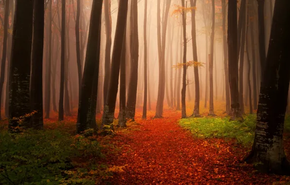 Autumn, forest, trees, photo