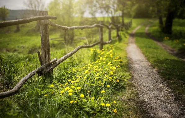 Summer, flowers, the fence