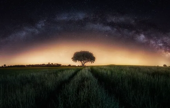 Picture field, the sky, stars, night, tree, the milky way