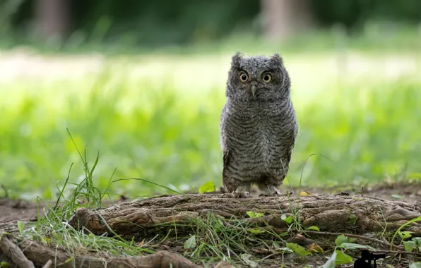 Picture greens, grass, nature, owl, bird, bokeh