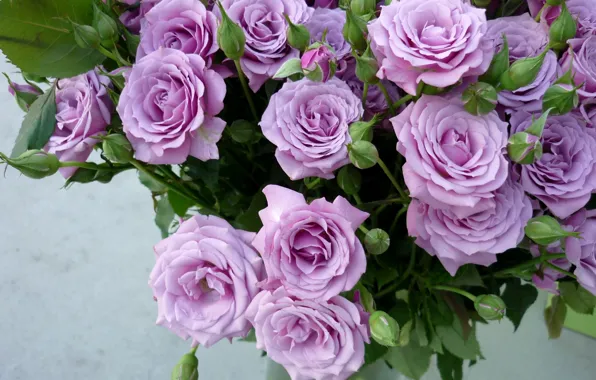 Picture roses, bouquet, buds, lilac